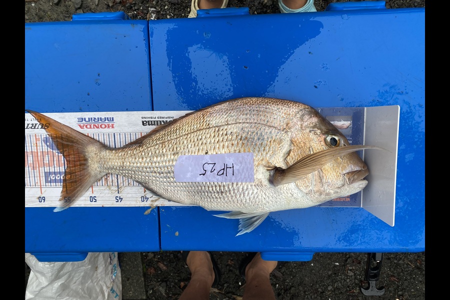 Louise Farley caught this 54.5cm Snapper at Auckland during The Hirepool Baitmates Fishing Comp