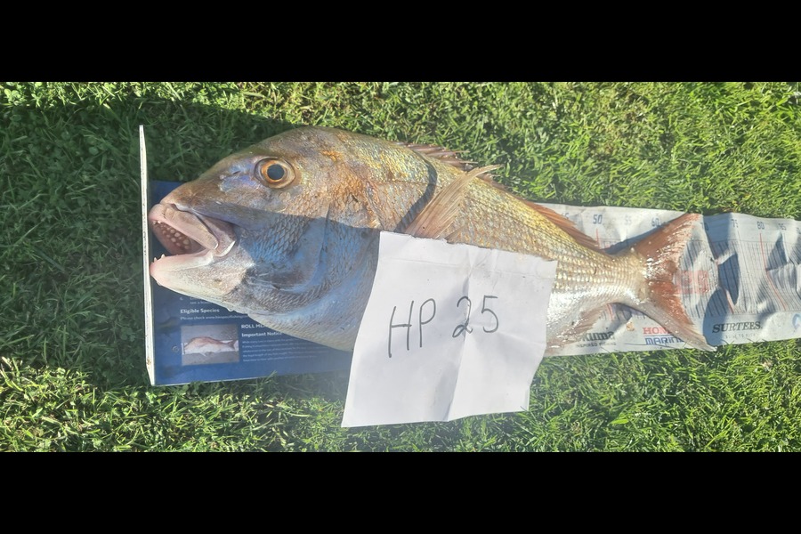 David Mills caught this 58cm Snapper at Taranaki during The Hirepool Baitmates Fishing Comp