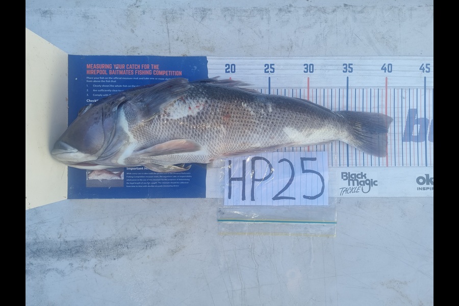 Brendan Taylor caught this 40.0cm Blue Cod at Nelson/Marlborough during The Hirepool Baitmates Fishing Comp