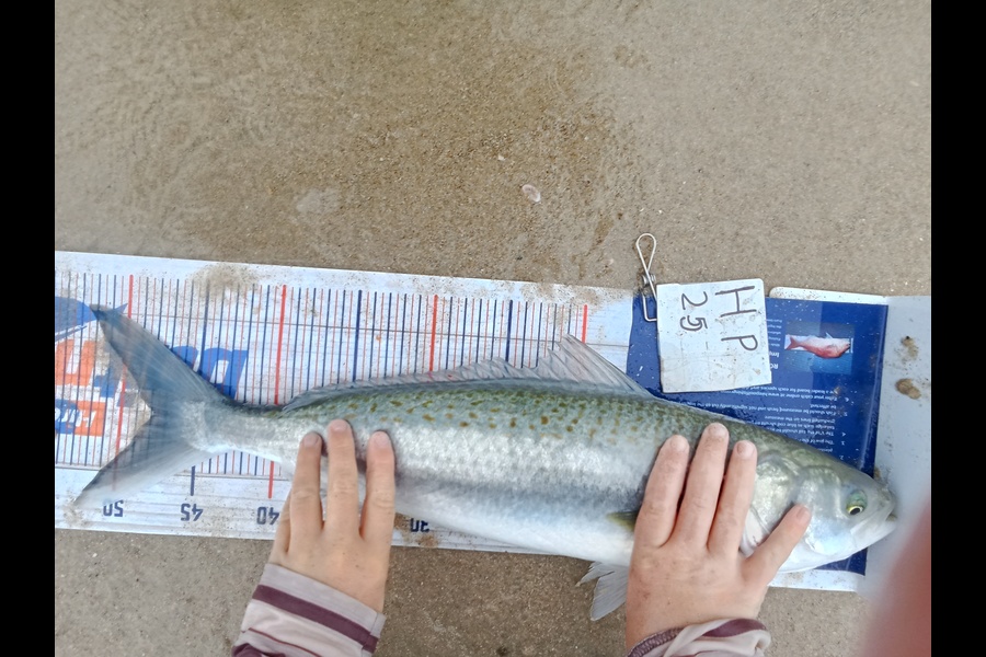 Phill Saunders caught this 47.5cm Kahawai at Coromandel during The Hirepool Baitmates Fishing Comp