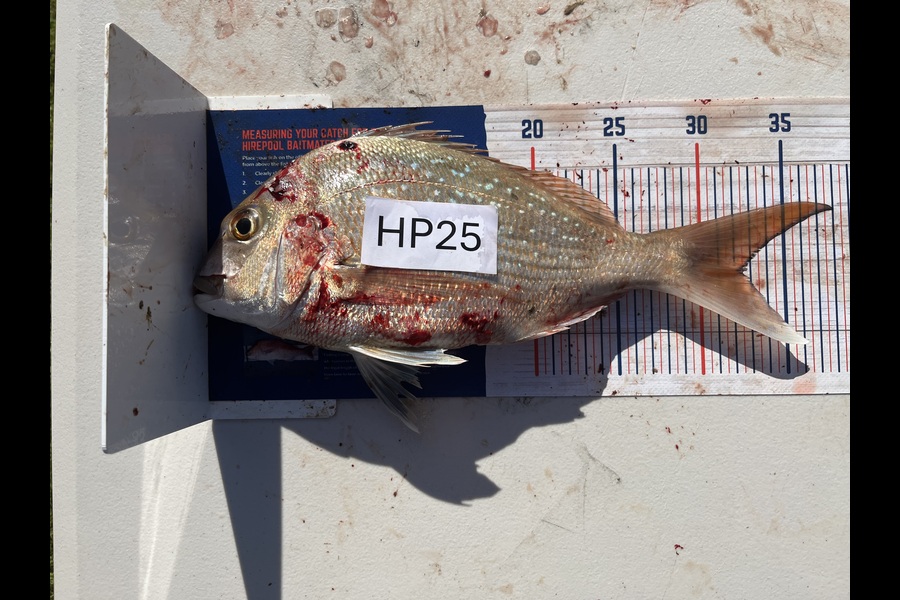 Mark Loper caught this 32.5cm Snapper at Wellington during The Hirepool Baitmates Fishing Comp