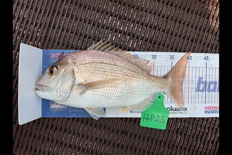Leanne Murray caught this 33.0cm Snapper at Coromandel during The Hirepool Baitmates Fishing Comp
