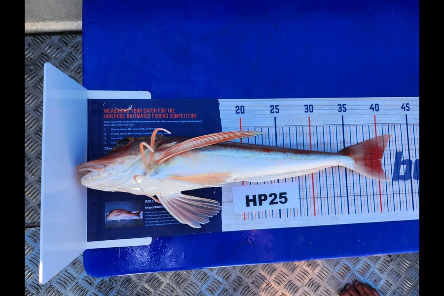 Nick Powell caught this 40.0cm Gurnard at Canterbury during The Hirepool Baitmates Fishing Comp