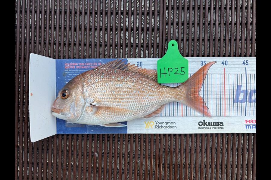Warren Murray caught this 34.0cm Snapper at Coromandel during The Hirepool Baitmates Fishing Comp