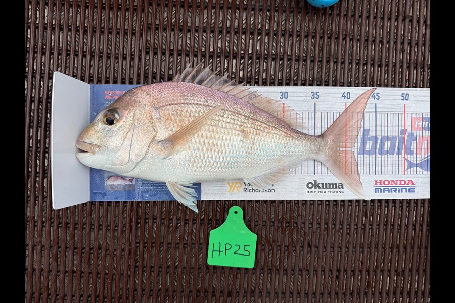 Warren Murray caught this 41cm Snapper at Coromandel during The Hirepool Baitmates Fishing Comp