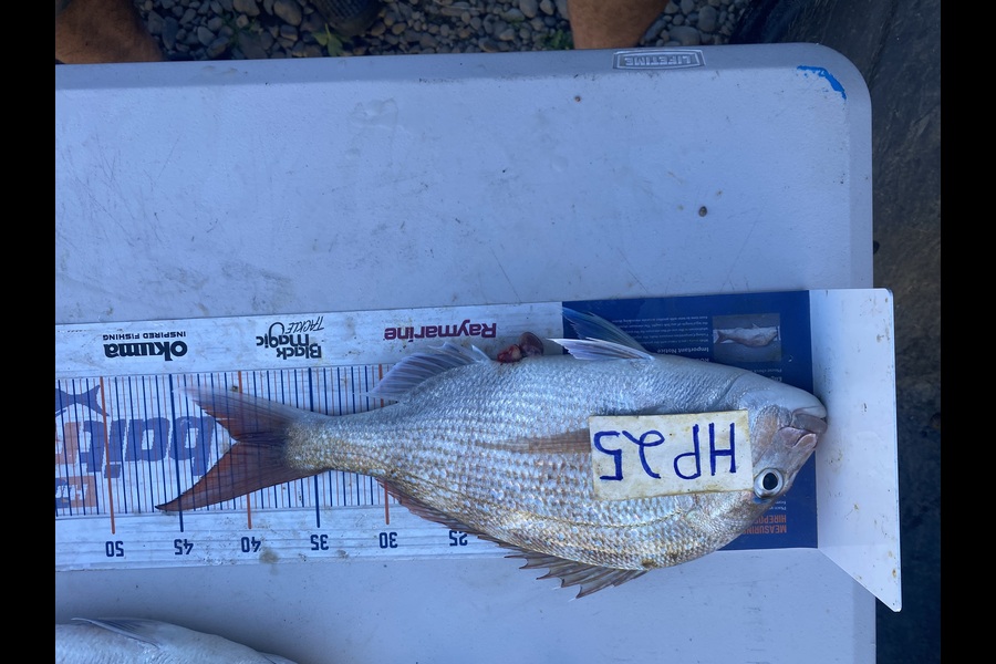 Andrew Russell caught this 40.5cm Snapper at Manawatu during The Hirepool Baitmates Fishing Comp