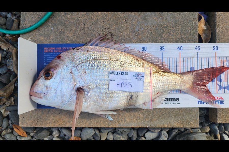 Myles Carson caught this 47.0cm Snapper at Wellington during The Hirepool Baitmates Fishing Comp