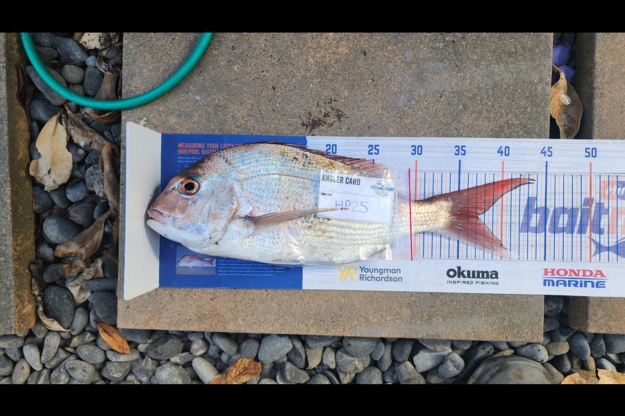 Carolyn Carson caught this 37.0cm Snapper at Wellington during The Hirepool Baitmates Fishing Comp