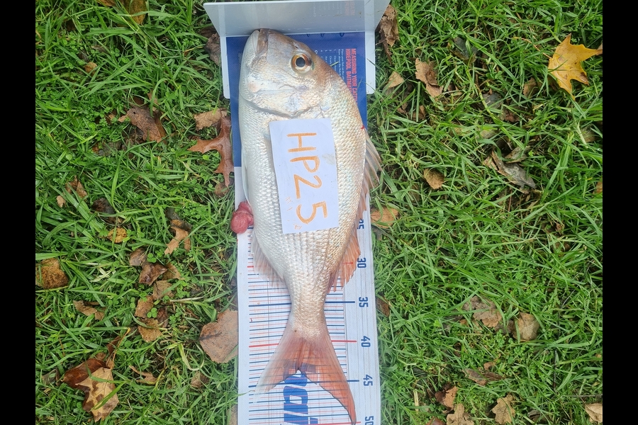 Jessie McLean caught this 42.5cm Snapper at Coromandel during The Hirepool Baitmates Fishing Comp