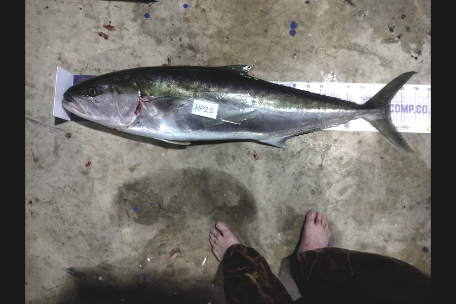 Aaron Moore caught this 120cm Kingfish at Bay of Plenty during The Hirepool Baitmates Fishing Comp