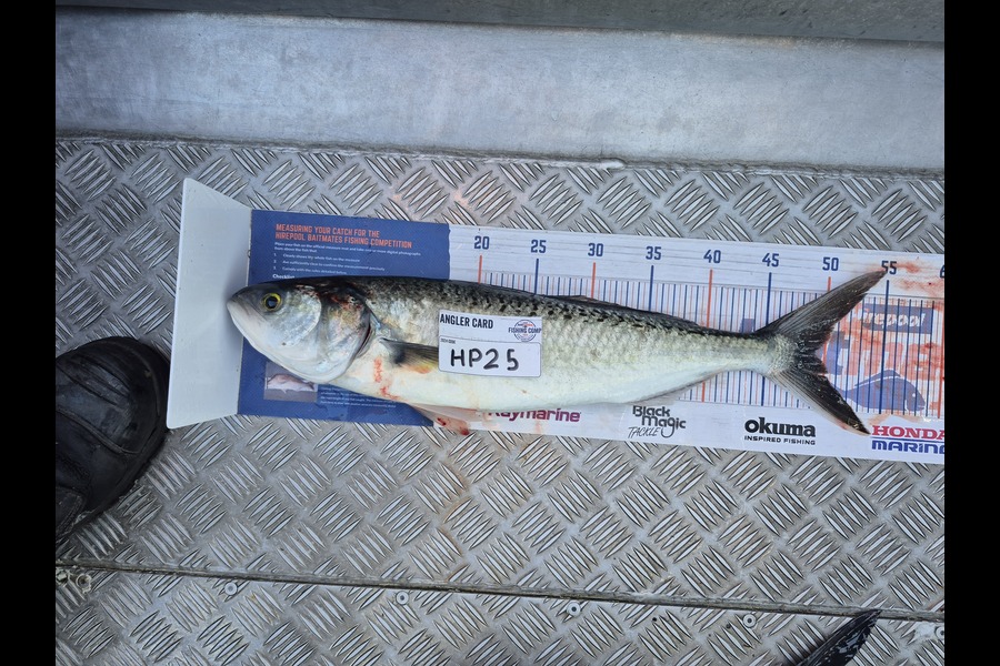 Cameron Rosson caught this 49.0cm Kahawai at Wellington during The Hirepool Baitmates Fishing Comp