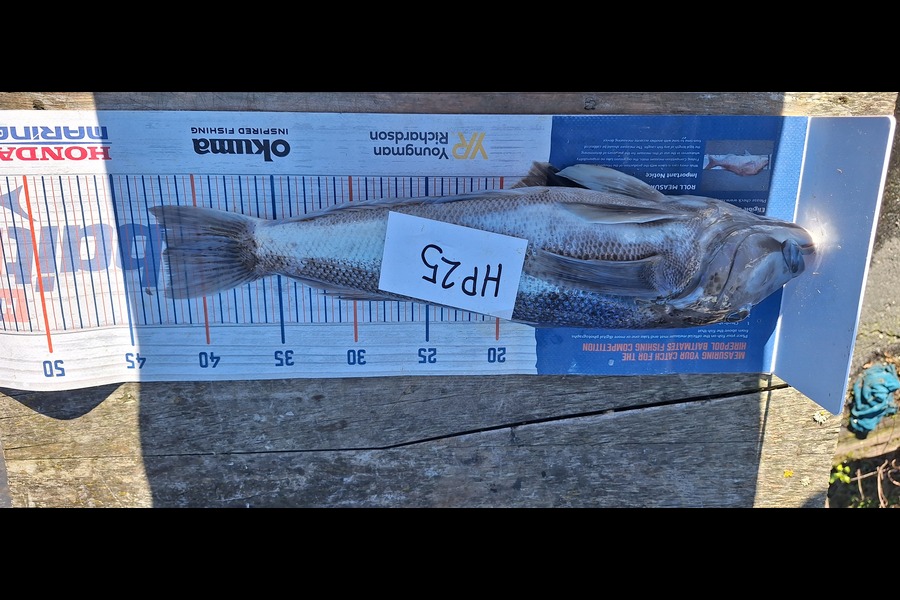 Sam Connor caught this 42.0cm Blue Cod at Otago during The Hirepool Baitmates Fishing Comp