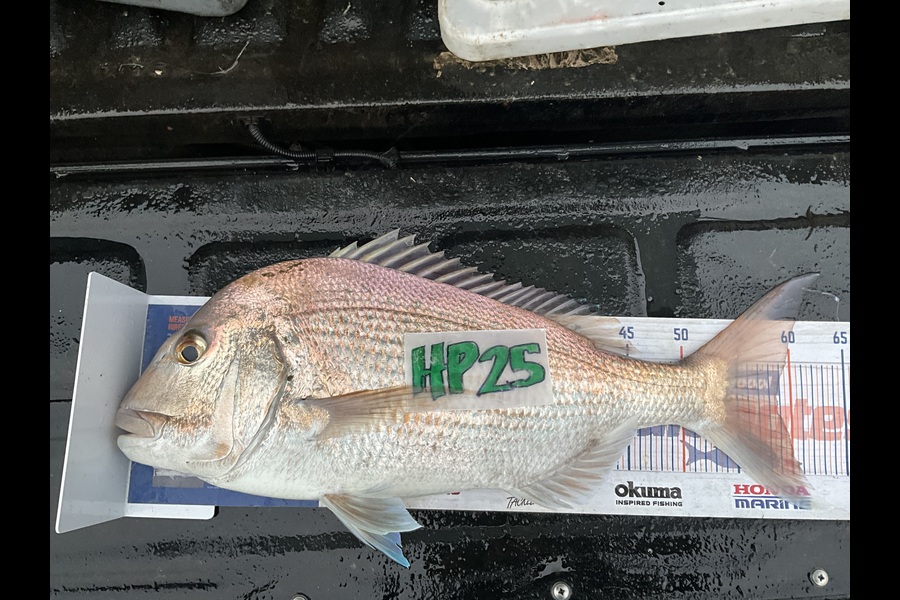 Stephen Heka caught this 58.5cm Snapper at Northland during The Hirepool Baitmates Fishing Comp