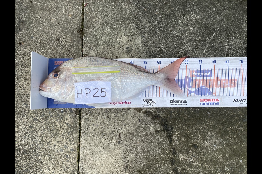 David Harley caught this 45.0cm Snapper at Hawkes Bay during The Hirepool Baitmates Fishing Comp