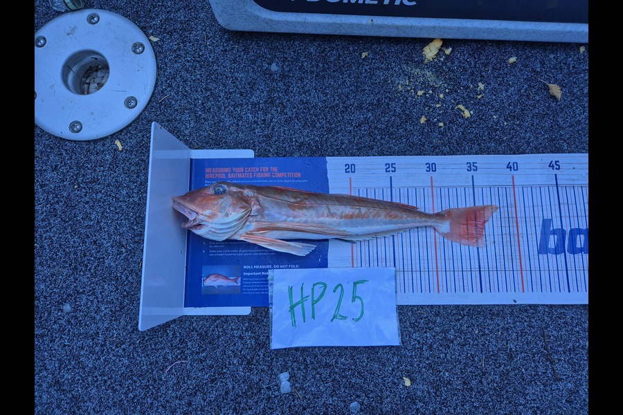 Steve Sowman caught this 36.0cm Gurnard at Nelson/Marlborough during The Hirepool Baitmates Fishing Comp