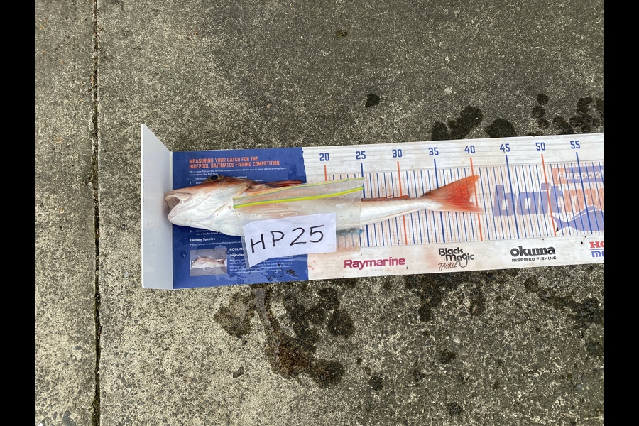 David Harley caught this 39.0cm Gurnard at Hawkes Bay during The Hirepool Baitmates Fishing Comp