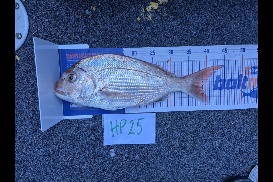 Steve Sowman caught this 38.5cm Snapper at Nelson/Marlborough during The Hirepool Baitmates Fishing Comp