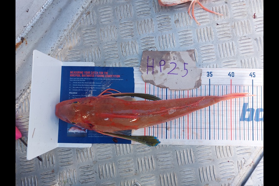 Andrew Wooster caught this 43.0cm Gurnard at Wellington during The Hirepool Baitmates Fishing Comp