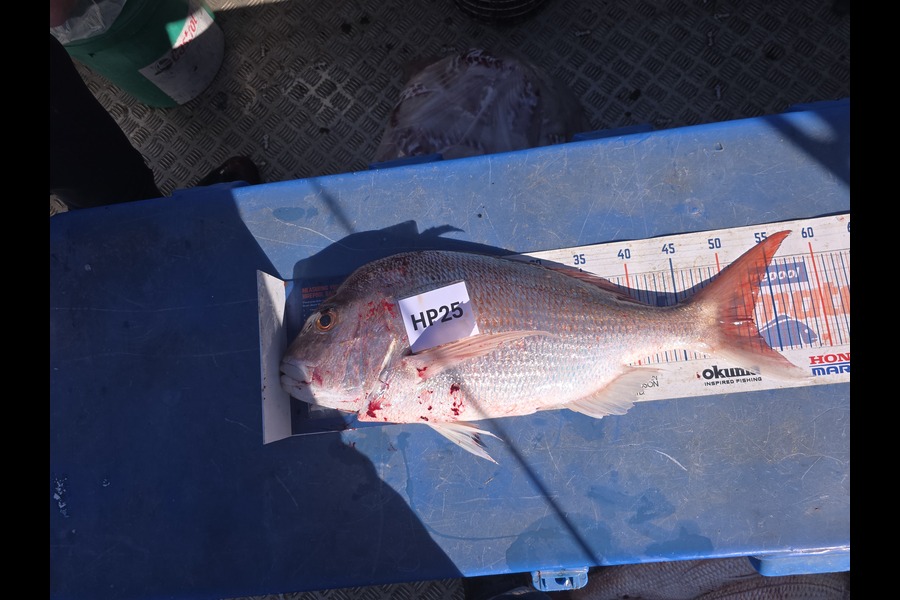 Garry Northcott caught this 52.5cm Snapper at Taranaki during The Hirepool Baitmates Fishing Comp