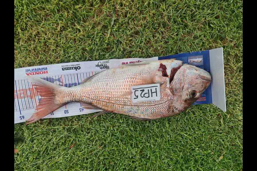 Stephen Anderson caught this 58.0cm Snapper at Nelson/Marlborough during The Hirepool Baitmates Fishing Comp
