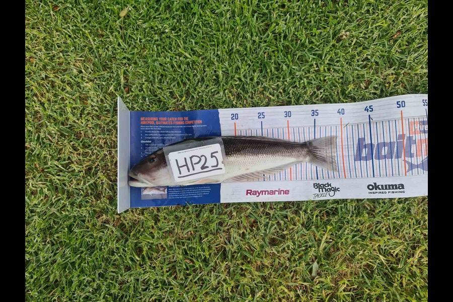 Stephen Anderson caught this 38.5cm Blue Cod at Nelson/Marlborough during The Hirepool Baitmates Fishing Comp