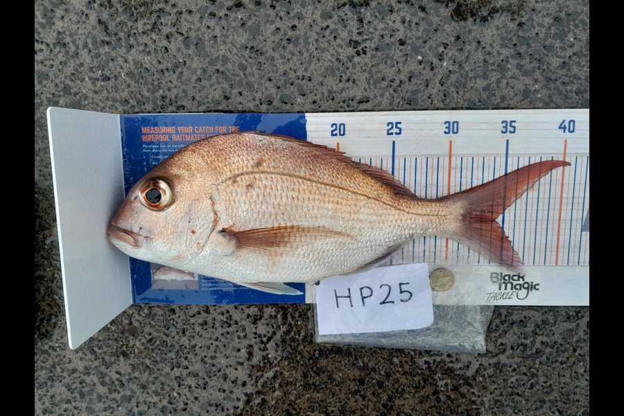 Craig Lovegrove caught this 34.0cm Snapper at Auckland during The Hirepool Baitmates Fishing Comp