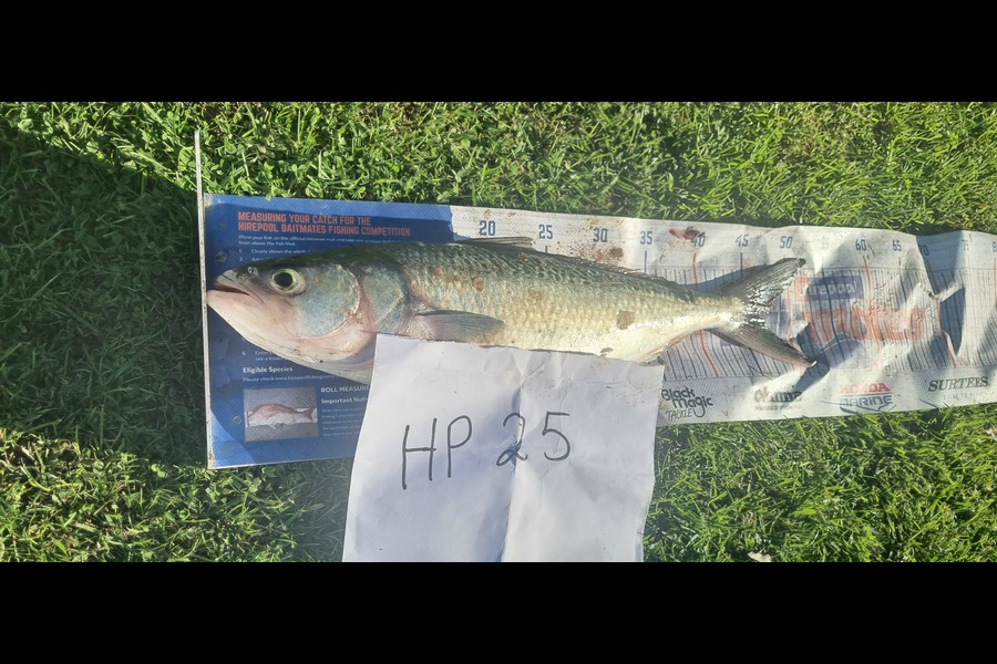 David Mills caught this 45.0cm Kahawai at Taranaki during The Hirepool Baitmates Fishing Comp