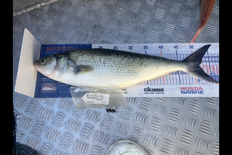 Gavin White caught this 51.5cm Kahawai at Wellington during The Hirepool Baitmates Fishing Comp