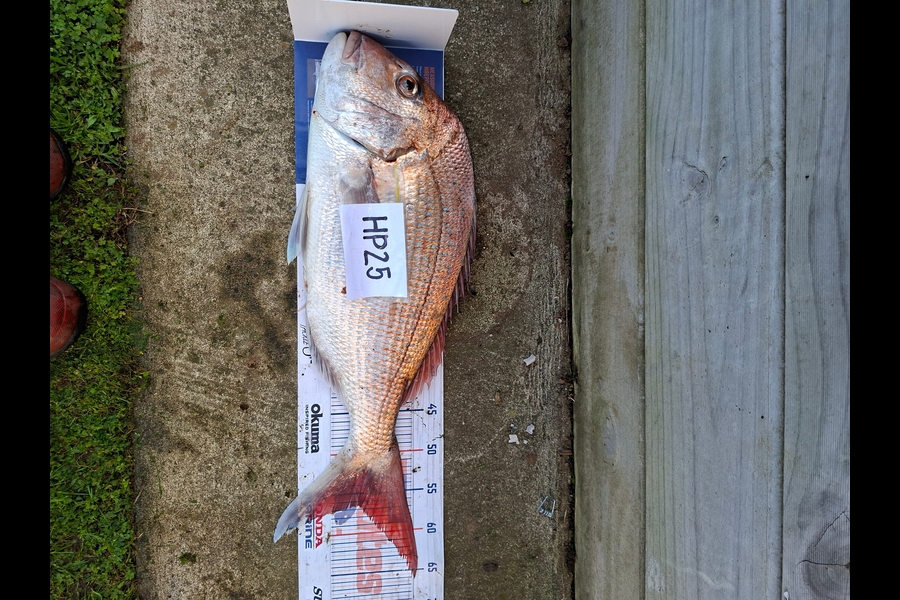Jaynie Bourke caught this 51.5cm Snapper at Taranaki during The Hirepool Baitmates Fishing Comp