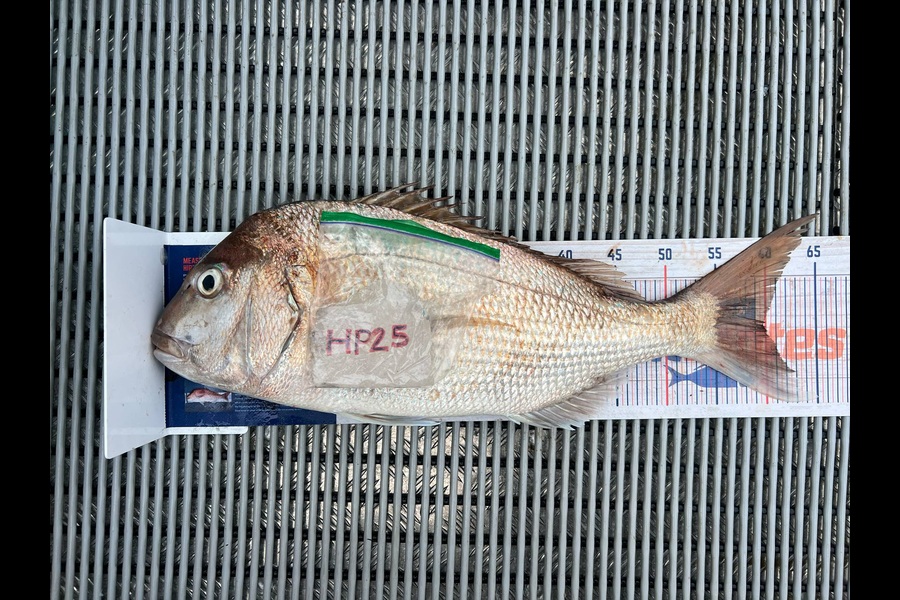 Shayelah Clark-Hobson caught this 60.0cm Snapper at Northland during The Hirepool Baitmates Fishing Comp