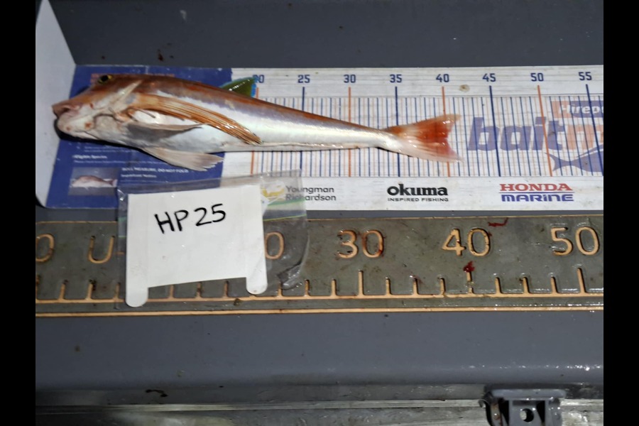 Gavin White caught this 40.0cm Gurnard at Wellington during The Hirepool Baitmates Fishing Comp