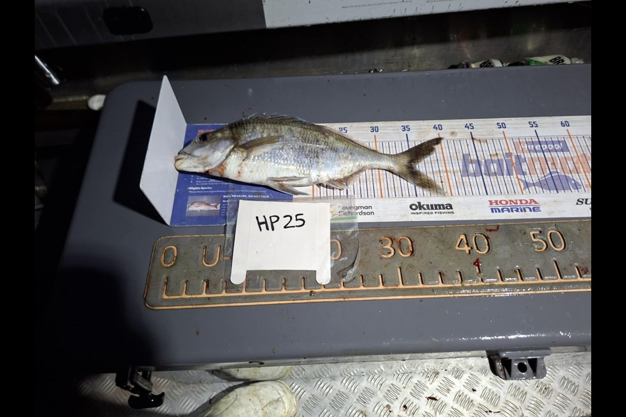 Gavin White caught this 35.5cm Tarakihi at Wellington during The Hirepool Baitmates Fishing Comp