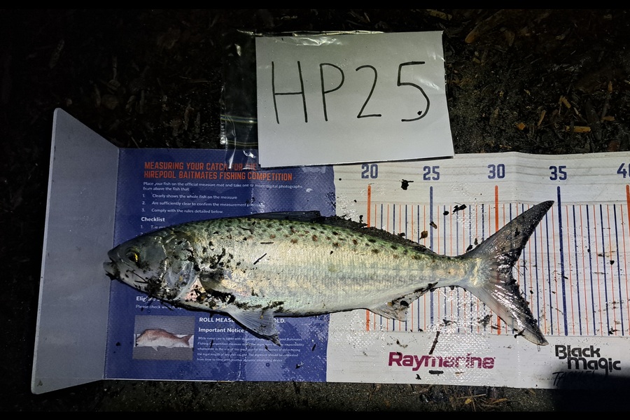 Harry Kovacs caught this 31.0cm Kahawai at Wellington during The Hirepool Baitmates Fishing Comp