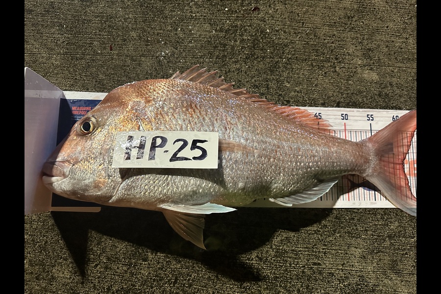 Robert Laupula caught this 61.0cm Snapper at Auckland during The Hirepool Baitmates Fishing Comp