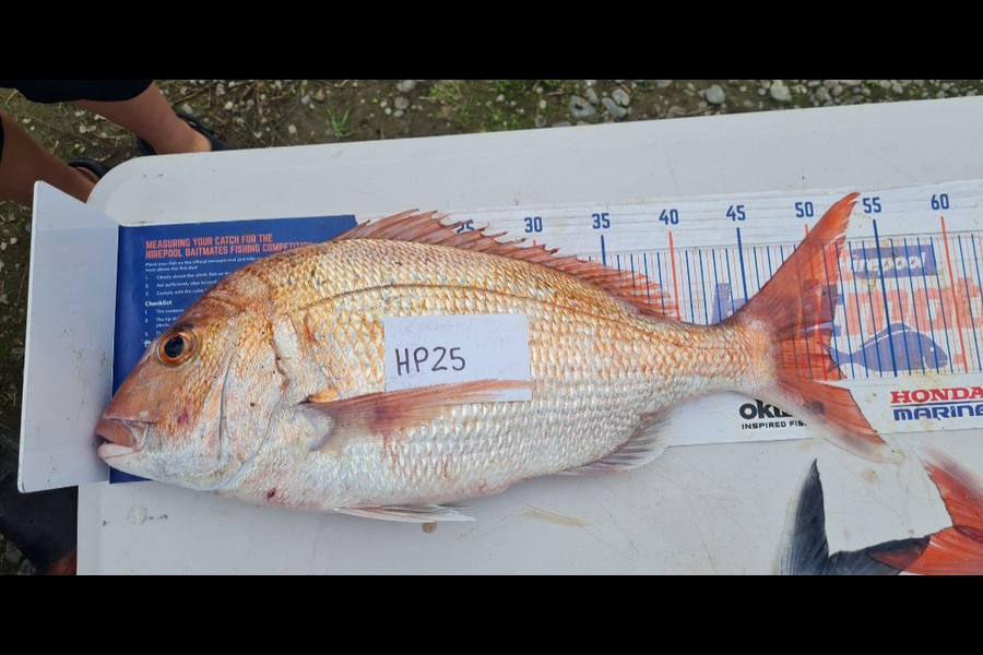 Hamish McCallum caught this 50.5cm Snapper at Manawatu during The Hirepool Baitmates Fishing Comp