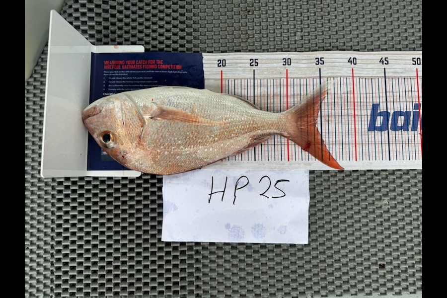 Erin Mcloughlin caught this 34.5cm Snapper at Auckland during The Hirepool Baitmates Fishing Comp