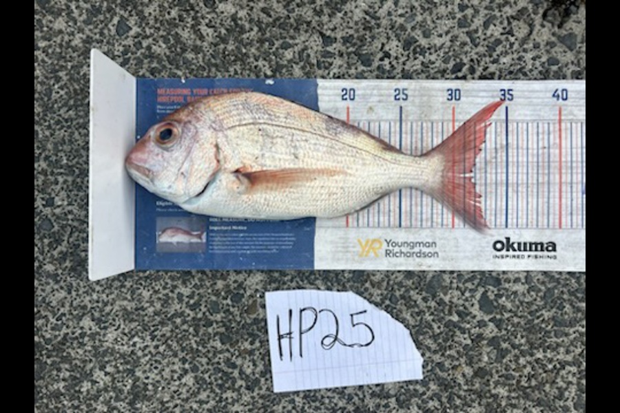 Greg Mcloughlin caught this 32.0cm Snapper at Auckland during The Hirepool Baitmates Fishing Comp