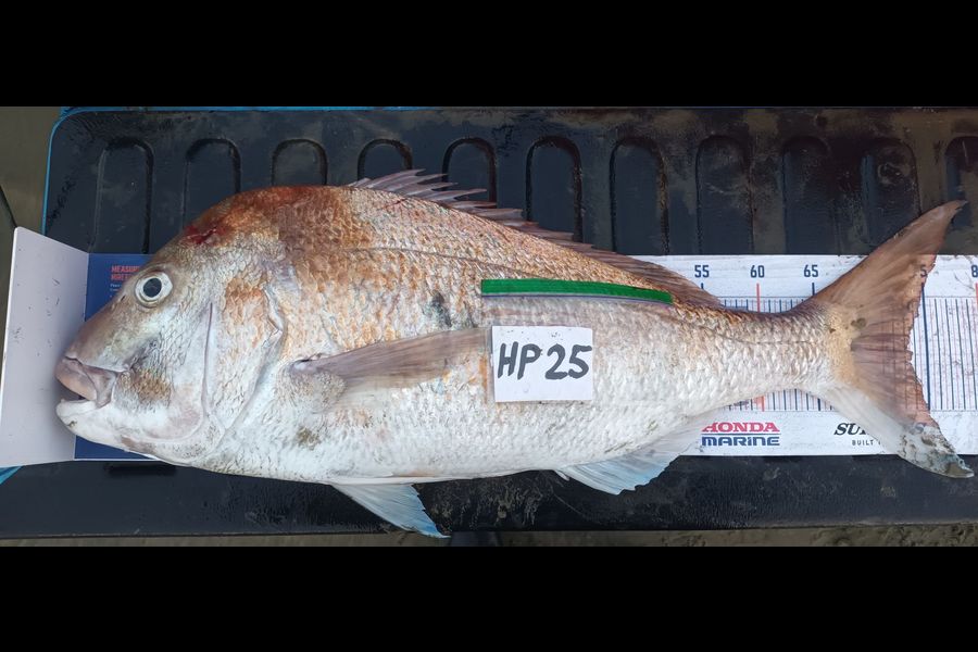 Mike Morphett caught this 73.0cm Snapper at Northland during The Hirepool Baitmates Fishing Comp