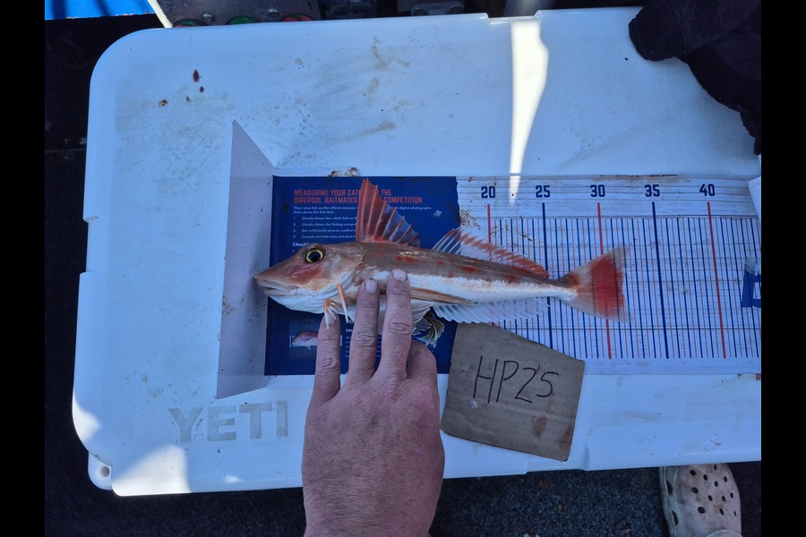 Justin Spain caught this 31.5cm Gurnard at Nelson/Marlborough during The Hirepool Baitmates Fishing Comp