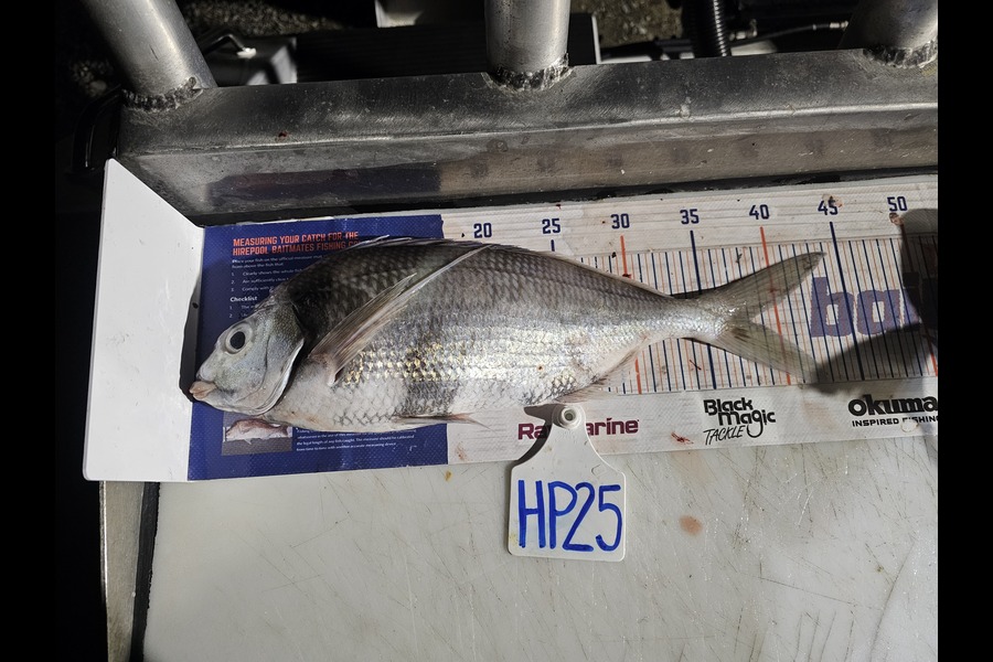 Tim Schroeder caught this 38.0cm Tarakihi at Canterbury during The Hirepool Baitmates Fishing Comp