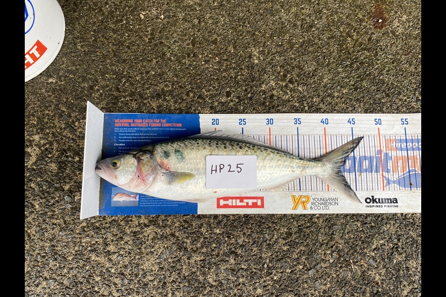 Steve Ryder caught this 42cm Kahawai at Northland during The Hirepool Baitmates Fishing Comp
