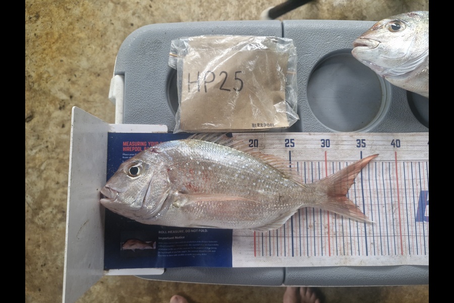 Craig Nelder caught this 32.5cm Snapper at Northland during The Hirepool Baitmates Fishing Comp