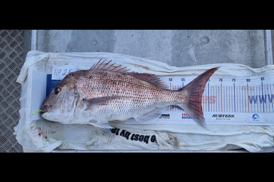 Phillip Rose caught this 62.0cm Snapper at Nelson/Marlborough during The Hirepool Baitmates Fishing Comp