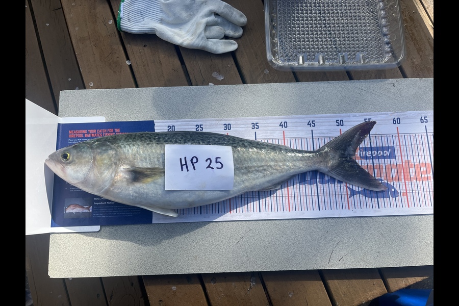 Craig Treneman caught this 51.5cm Kahawai at Hawkes Bay during The Hirepool Baitmates Fishing Comp