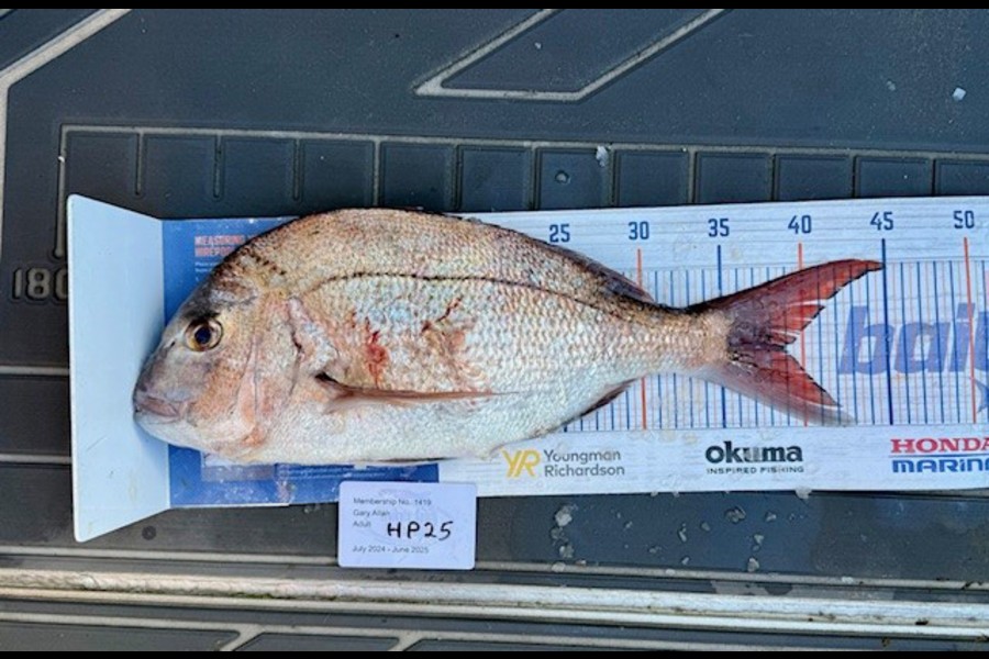 Gary Allan caught this 39.0cm Snapper at Wellington during The Hirepool Baitmates Fishing Comp