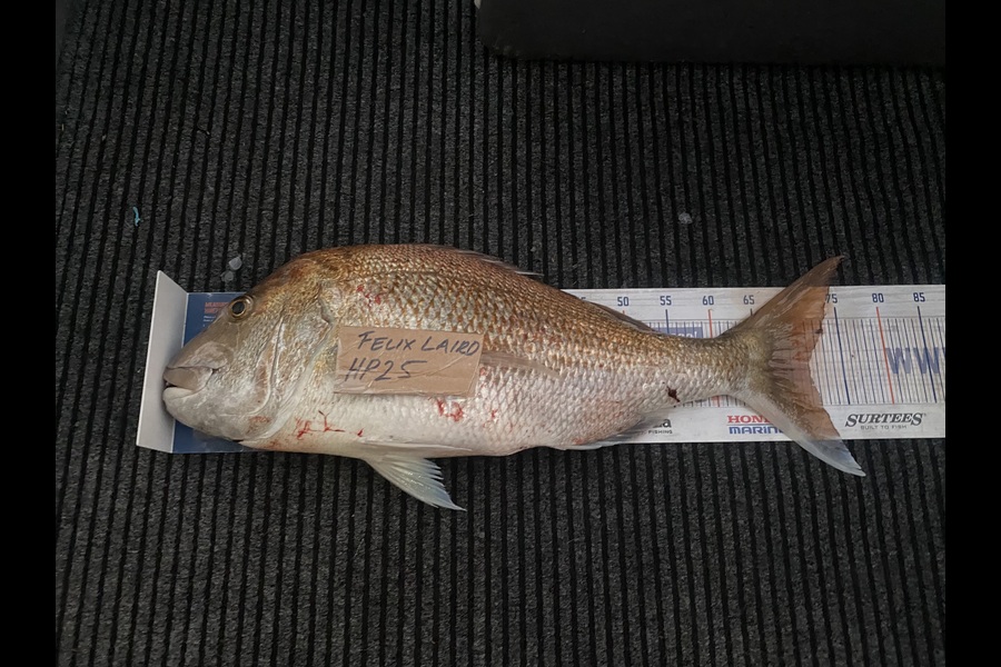 Felix Laird caught this 71.0cm Snapper at Nelson/Marlborough during The Hirepool Baitmates Fishing Comp