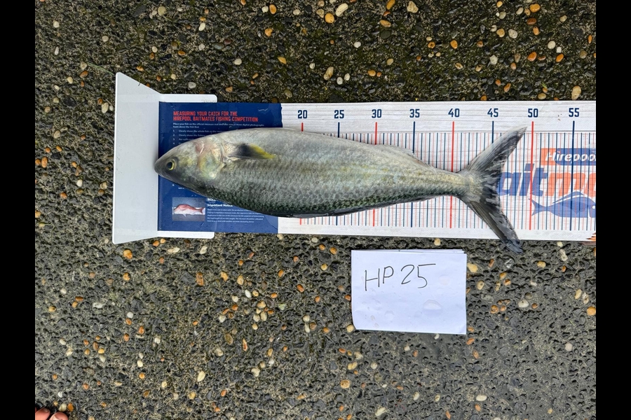 Jetley Geldenhuys caught this 45.0cm Kahawai at Bay of Plenty during The Hirepool Baitmates Fishing Comp