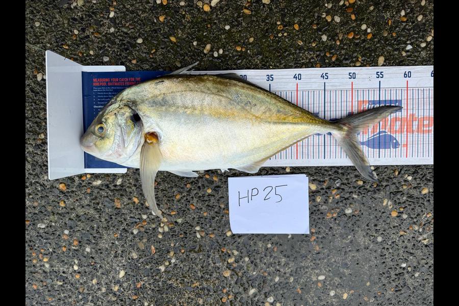 Jetley Geldenhuys caught this 51.5cm Trevally at Bay of Plenty during The Hirepool Baitmates Fishing Comp