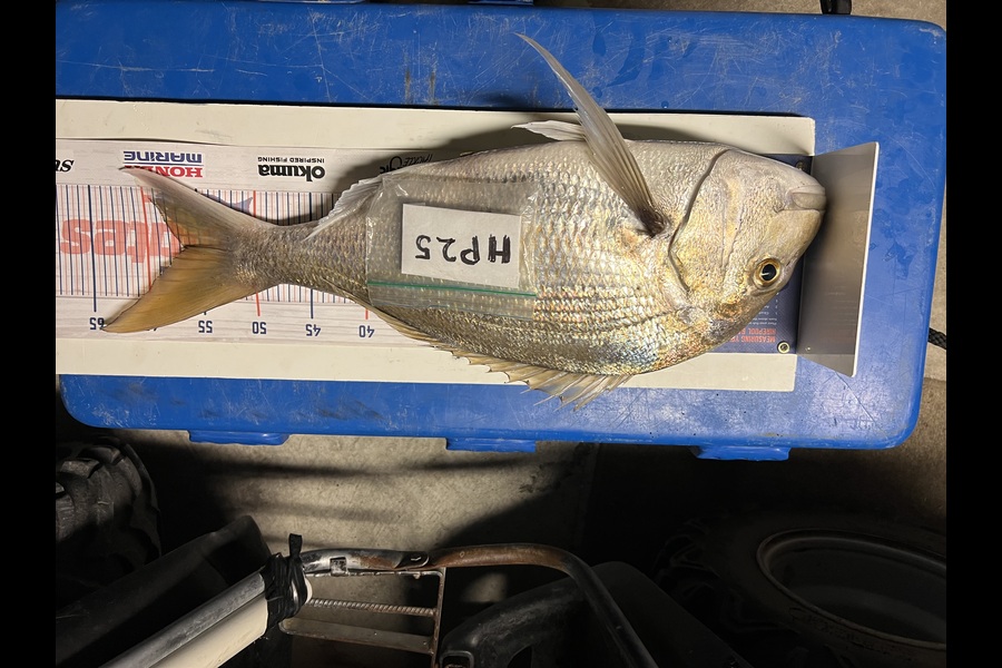 Chaz George caught this 56.5cm Snapper at Wairarapa
 during The Hirepool Baitmates Fishing Comp