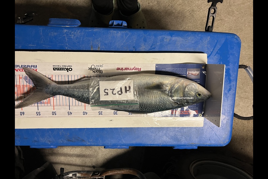Chaz George caught this 55.0cm Kahawai at Wairarapa
 during The Hirepool Baitmates Fishing Comp